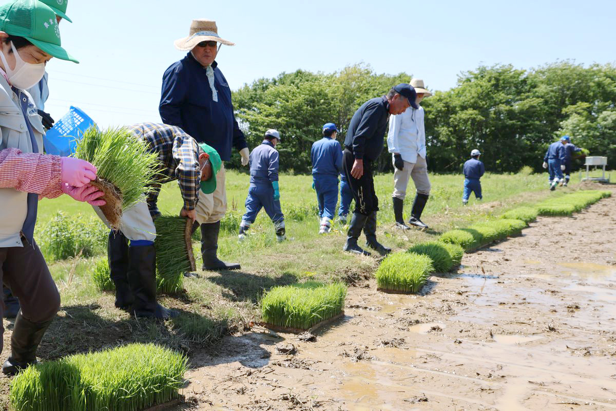 特定復興再生拠点区域での水稲栽培は4年目。昨年までの3年間は、放射性物質検査用のコメを採取する試験栽培が行われ、放射性セシウム濃度が国の基準値を下回ったため、今年から実証栽培に移行されました。写真は田植えを始める直前の様子で、田んぼの端一列にがっちりと育ったコシヒカリの苗床が並べられました。