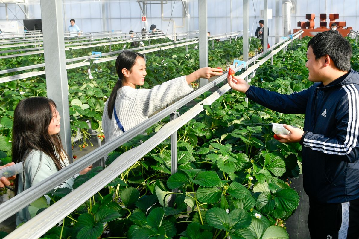 摘み取ったイチゴの大きさや形を比べる児童と先生