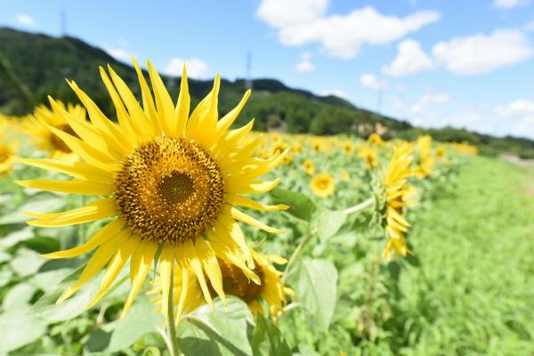 大川原のヒマワリ畑01