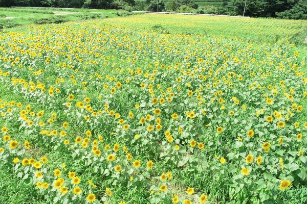 大川原のヒマワリ畑01