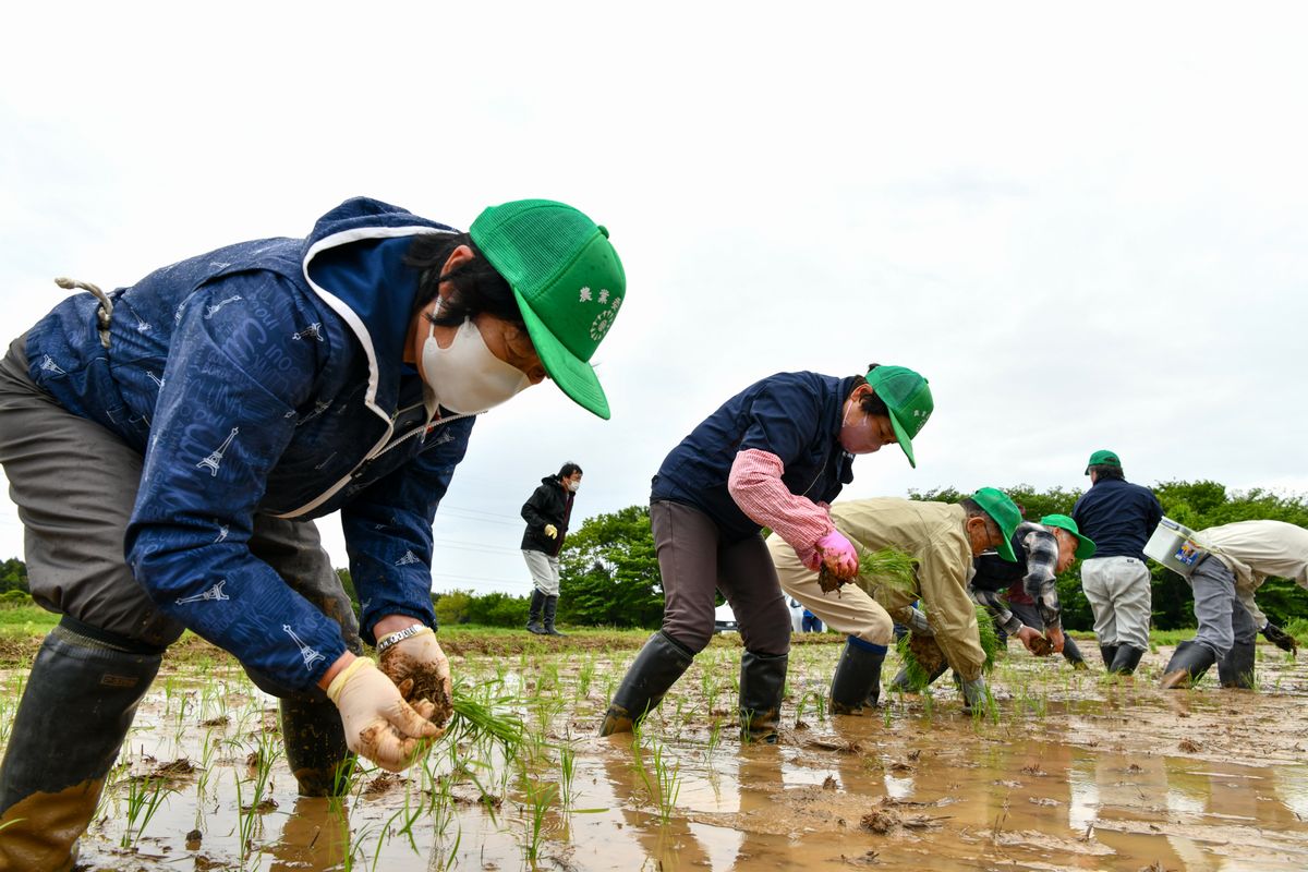 稲を手植えする農業委員ら