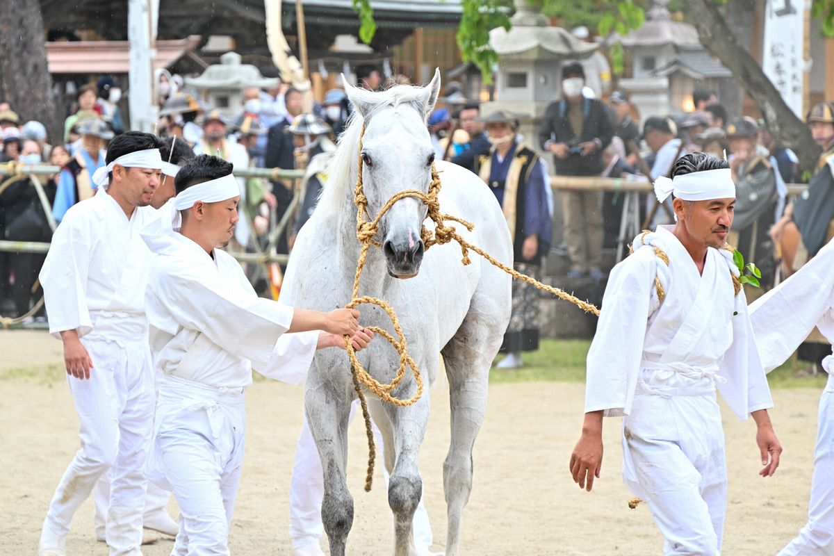 白鉢巻きに白装束姿の御小人（おこびと）たちが荒駒を素手で捕らえ、神前に奉納します。