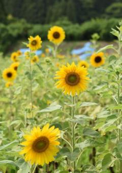 大川原のヒマワリ満開