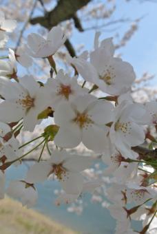 坂下ダムで桜見ごろ