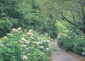 三ッ森山の写真