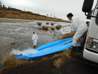 漁協組合員がサケの稚魚を放流する様子