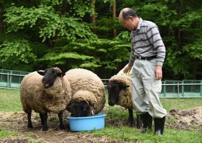 3頭の羊がえさを食べています。