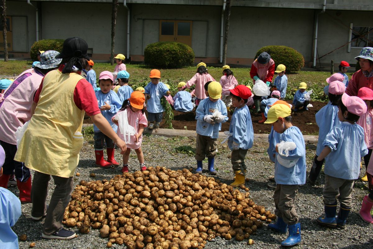 園児たちが掘ったじゃがいもがたくさん集まりました