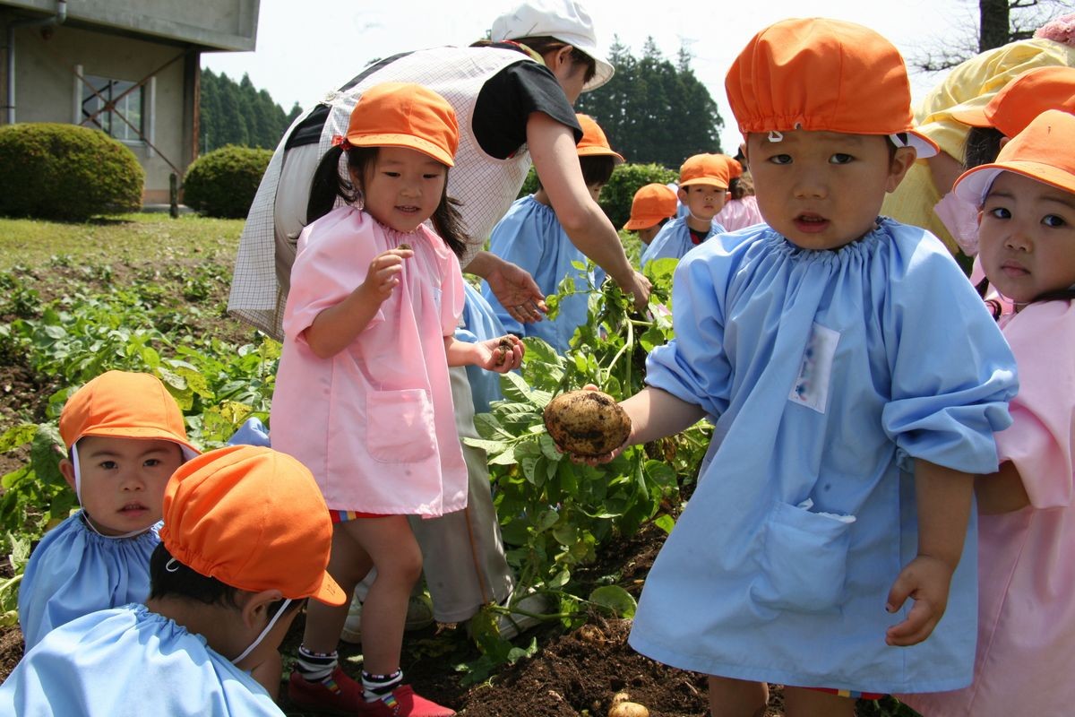 掘りたての土の付いたじゃがいもを持つ園児