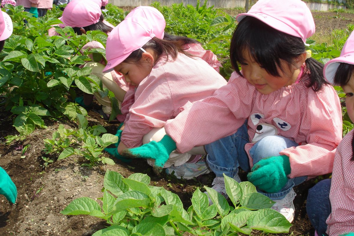 じゃがいも畑も見学した園児たち