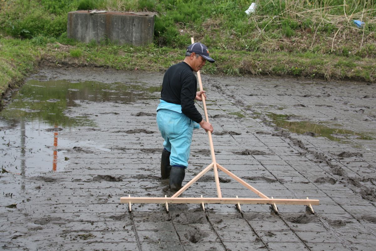 ガジ（田んぼに線を引く道具）で線を引く農家の方