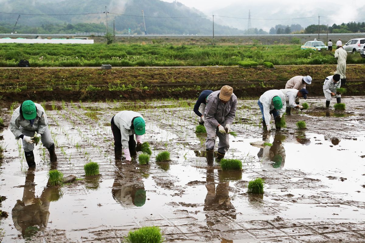 町農業委員会や町、県、国の関係者らが参加し8アールほどの田んぼに苗を植えました