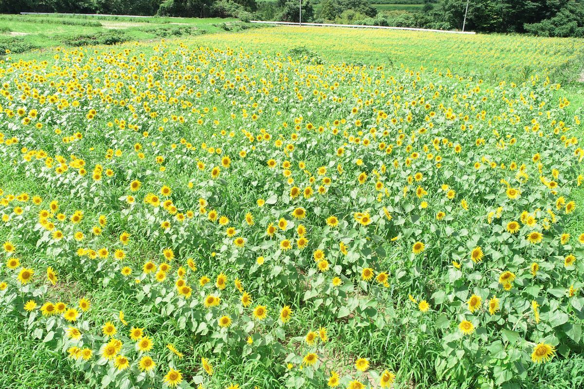 大川原川近くのヒマワリ畑で満開となったヒマワリ