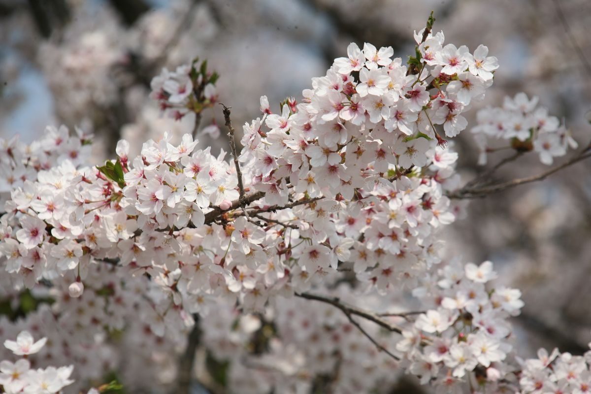 緑色の葉が少し出始めた大野駅西口の満開の桜