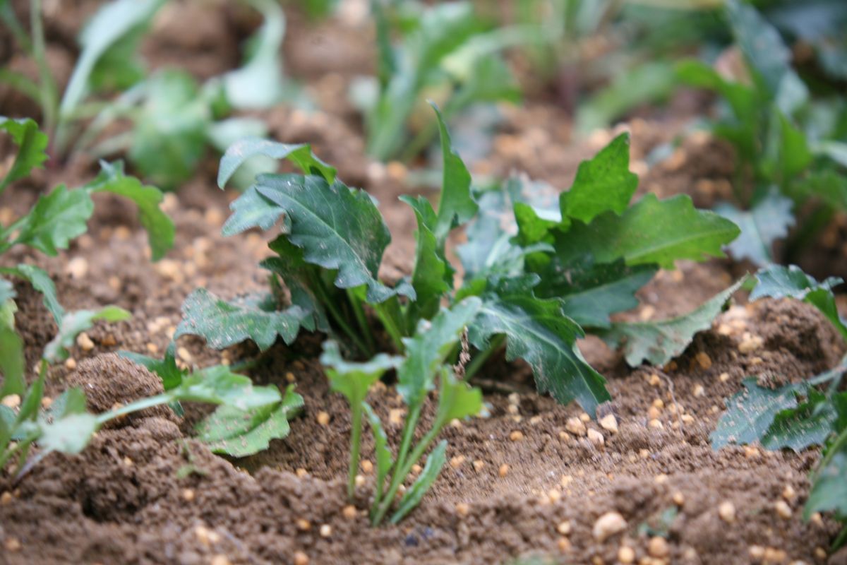 丁寧に植えられたミヤコワスレの苗