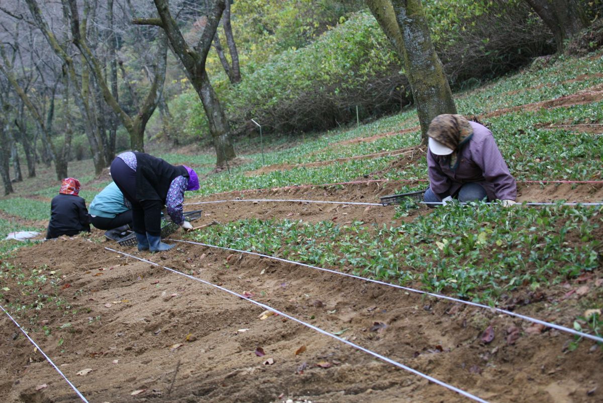 植えられたミヤコワスレは春になると綺麗な花を咲かせ三ツ森山を彩ります