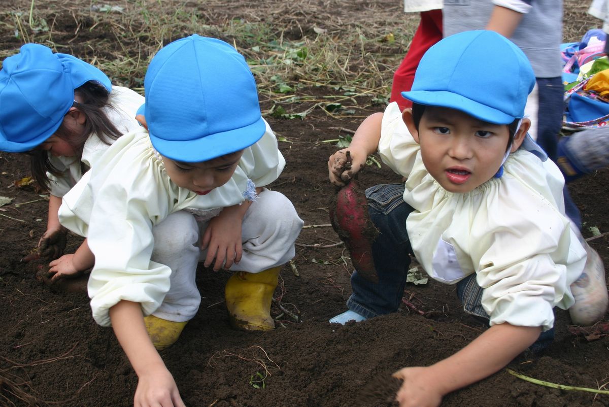 お友だちと一緒に土を掘ってサツマイモを探す男の子