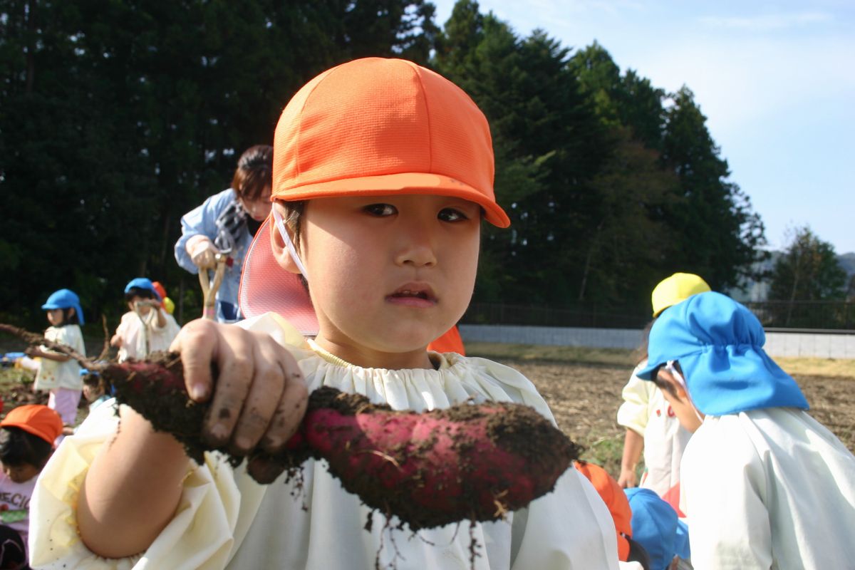 顔よりも大きなサツマイモを掘り出し自信満々の顔をする男の子