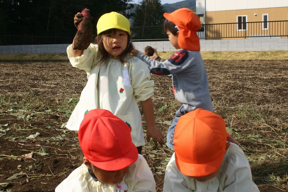 大きなサツマイモを掘り出してカメラに見せる女の子