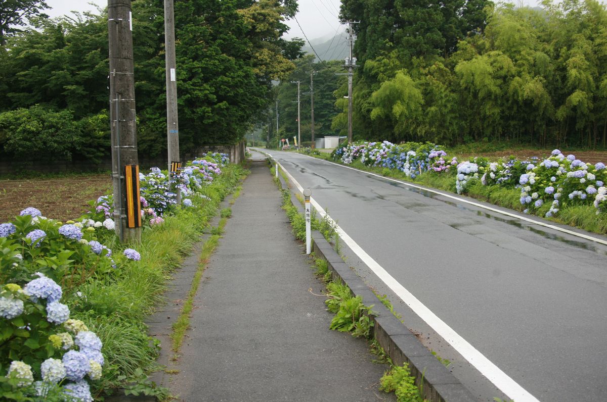 アジサイは、地区の方々が「この道を憩いの道路にしよう」と植えたものです