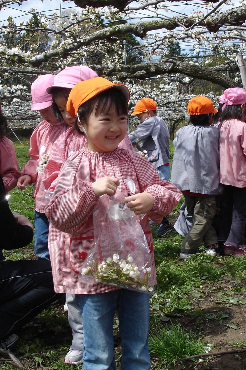 梨の花を摘んで嬉しそうに笑う園児