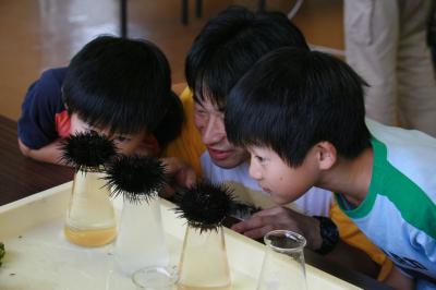 熱心にウニを観察する親子連れ