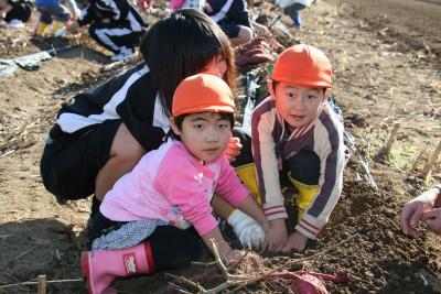 高校生のお姉さんと一緒にサツマイモを収穫する園児たち