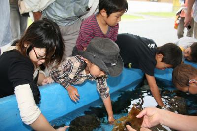 タッチプールで魚や貝に触れる子どもたち