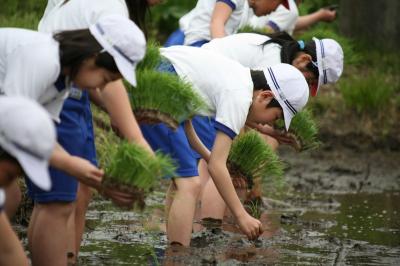 泥の感触を確かめながら丁寧に苗を植え付けていく児童