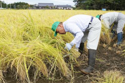 鎌で一株ずつ手狩りする参加者