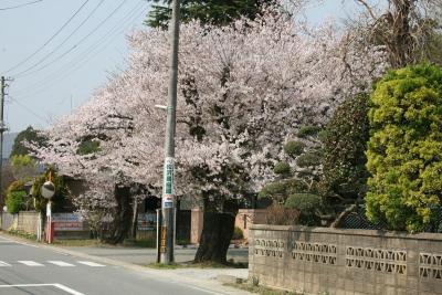 双葉翔陽高校正門前に咲く桜